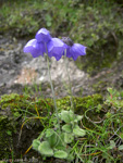 <i>Primula wollastonii </i>