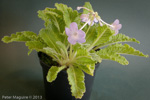 <i>Primula sherriffiae </i>