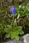 <i>Primula cawdoriana </i>