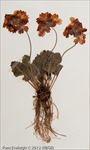 <i>Primula chasmophila </i>