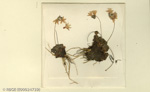 <i>Primula flabellifera </i>