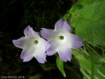 <i>Primula reidii var. williamsii </i>