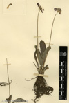 <i>Primula siphonantha </i>