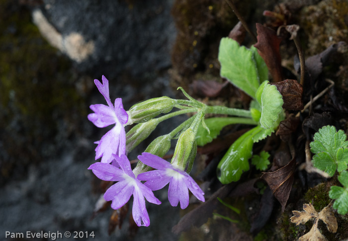 <i>Primula rupicola </i>