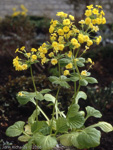 <i>Primula edelbergii </i>