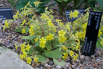 <i>Primula floribunda </i>