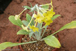<i>Primula simensis </i>
