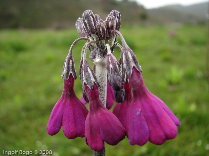 <i>Primula secundiflora </i>