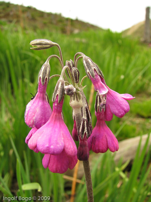 <i>Primula secundiflora </i>