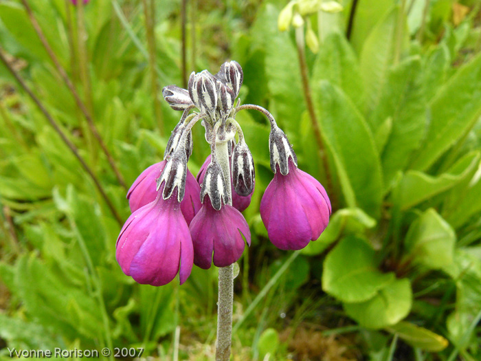 <i>Primula secundiflora </i>