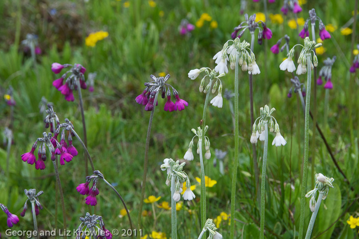 <i>Primula secundiflora </i>