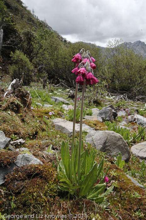 <i>Primula secundiflora </i>