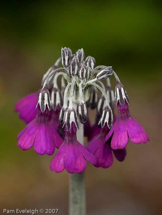 <i>Primula secundiflora </i>