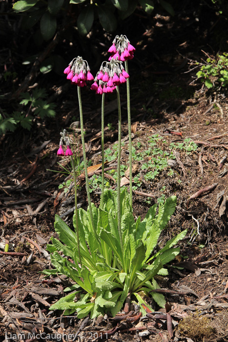 <i>Primula secundiflora </i>