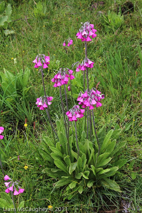 <i>Primula secundiflora </i>