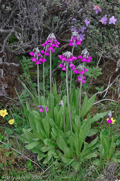 <i>Primula secundiflora </i>