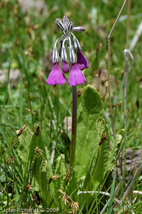 <i>Primula secundiflora </i>