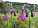 <i>Primula secundiflora </i>