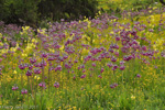 <i>Primula secundiflora </i>