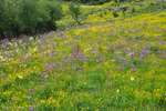 <i>Primula secundiflora </i>