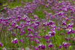 <i>Primula secundiflora </i>