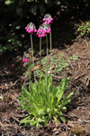 <i>Primula secundiflora </i>