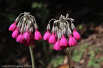 <i>Primula secundiflora </i>