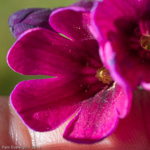 <i>Primula secundiflora </i>