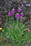 <i>Primula secundiflora </i>