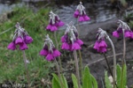 <i>Primula secundiflora </i>