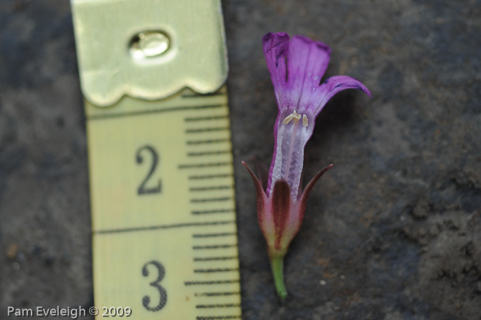 <i>Primula septemloba </i>