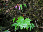 <i>Primula septemloba </i>