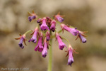 <i>Primula septemloba </i>