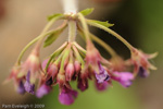 <i>Primula septemloba </i>