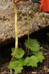 <i>Primula septemloba </i>