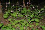 <i>Primula septemloba </i>