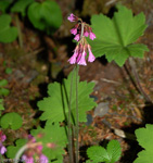 <i>Primula septemloba </i>