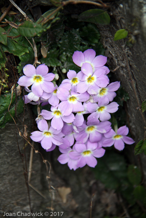 <i>Primula sessilis </i>