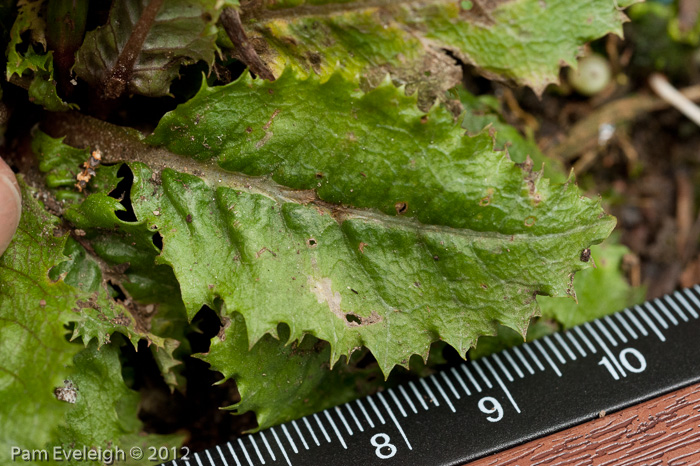 <i>Primula sessilis </i>