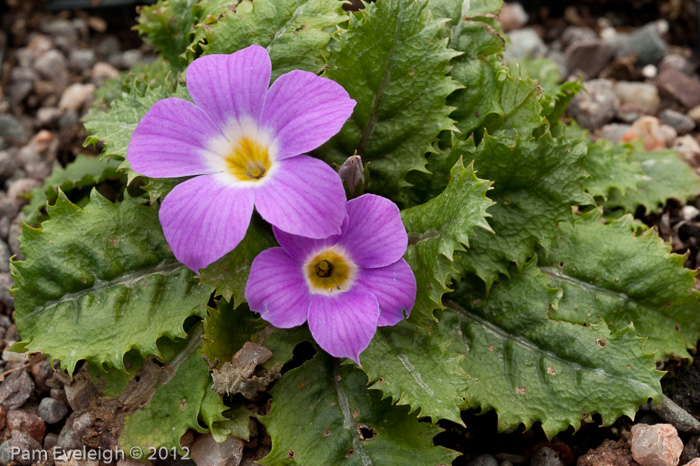 <i>Primula sessilis </i>