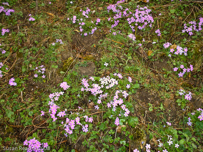 <i>Primula sessilis </i>