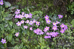 <i>Primula sessilis </i>