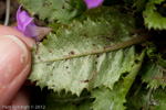 <i>Primula sessilis </i>