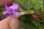 <i>Primula sessilis </i>