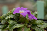 <i>Primula sessilis </i>