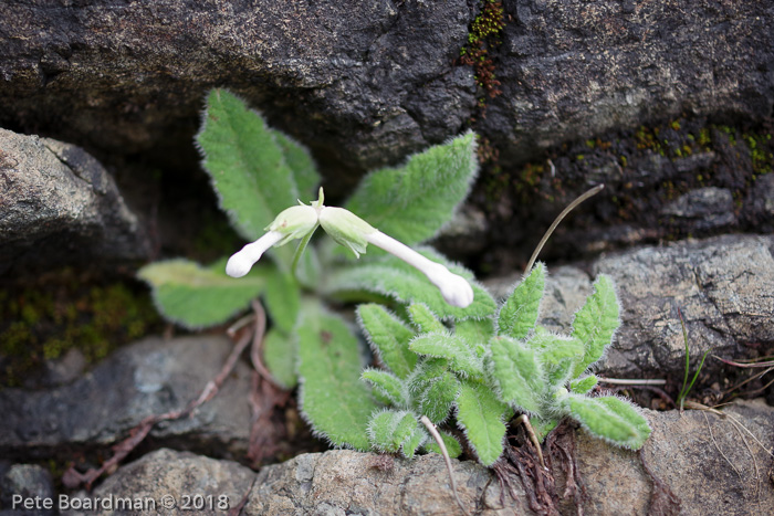 <i>Primula sherriffiae </i>