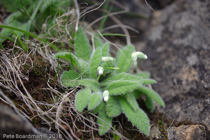 <i>Primula sherriffiae </i>