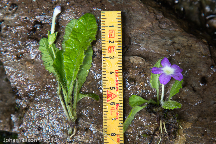 <i>P. sherriffiae (L), P. ludlowii (R) </i>