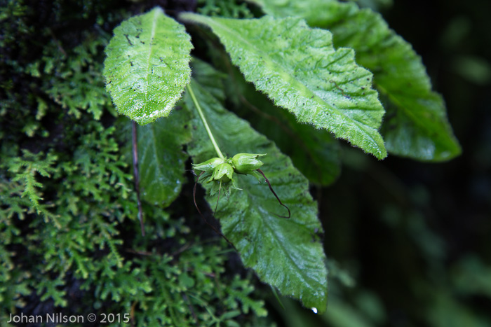 <i>Primula sherriffiae </i>