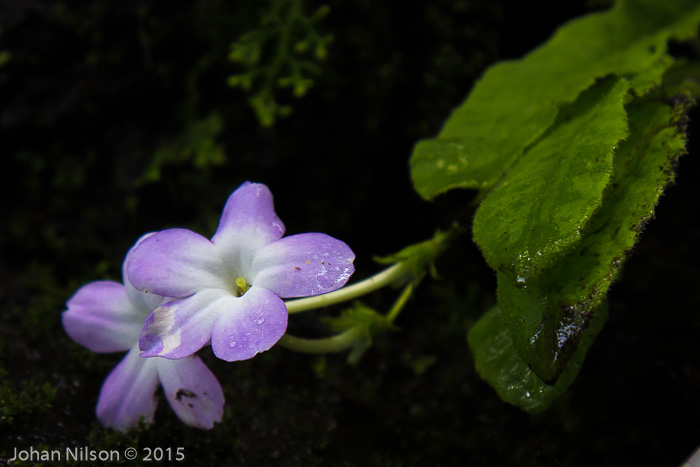 <i>Primula sherriffiae </i>